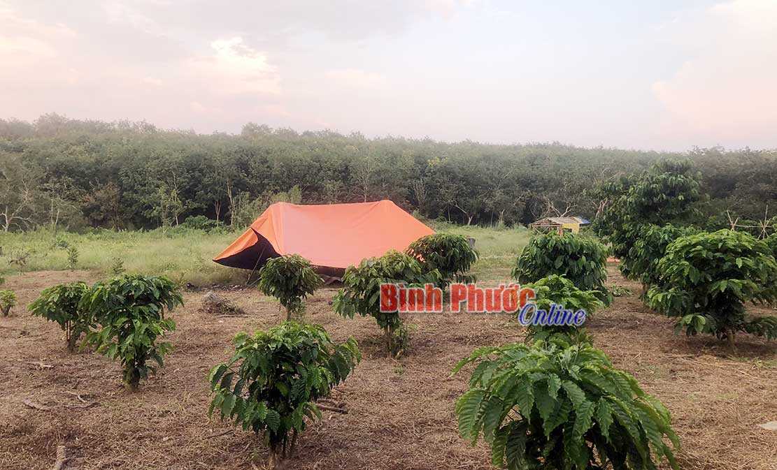 Một người chết chưa rõ nguyên nhân trong vườn cà phê Một người chết chưa rõ nguyên nhân trong vườn cà phê