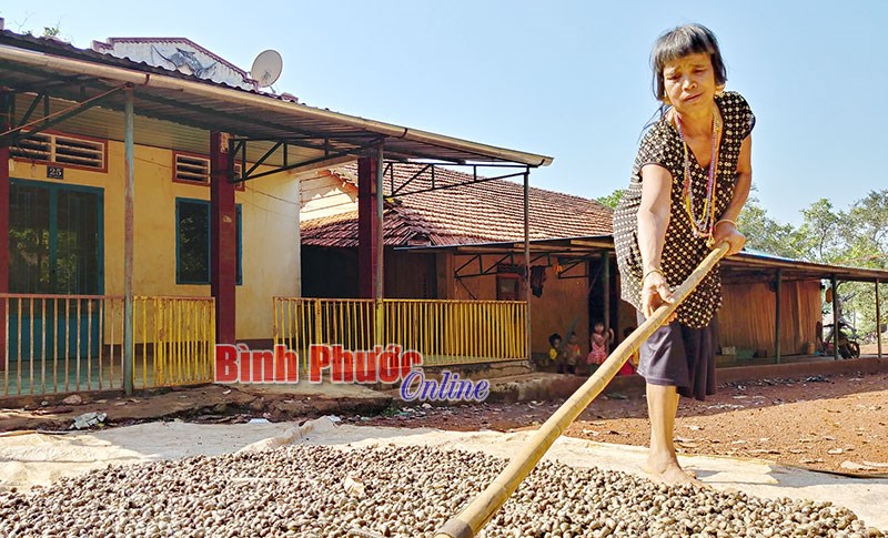 Xây dựng và bảo vệ thương hiệu hạt điều Việt Nam - Bài 2 Xây dựng và bảo vệ thương hiệu hạt điều Việt Nam - Bài 2