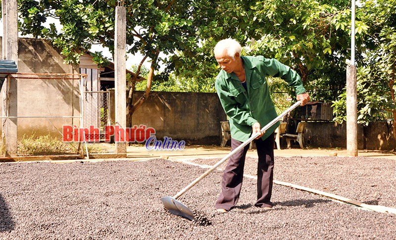 Cây đại thụ của đồng bào Mơnông ở Thọ Sơn Cây đại thụ của đồng bào Mơnông ở Thọ Sơn