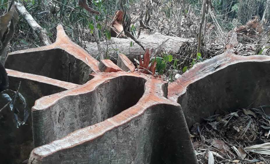 Ngăn chặn khai thác, vận chuyển, mua bán lâm sản, hạt ươi trái phép Ngăn chặn khai thác, vận chuyển, mua bán lâm sản, hạt ươi trái phép