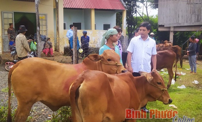 Huyện Lộc Ninh trao tặng bò giống cho hộ nghèo Huyện Lộc Ninh trao tặng bò giống cho hộ nghèo