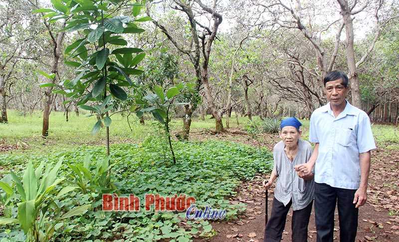 Hơn 2.000 ha điều ở xã Bù Gia Mập bị khô cành, cháy lá Hơn 2.000 ha điều ở xã Bù Gia Mập bị khô cành, cháy lá