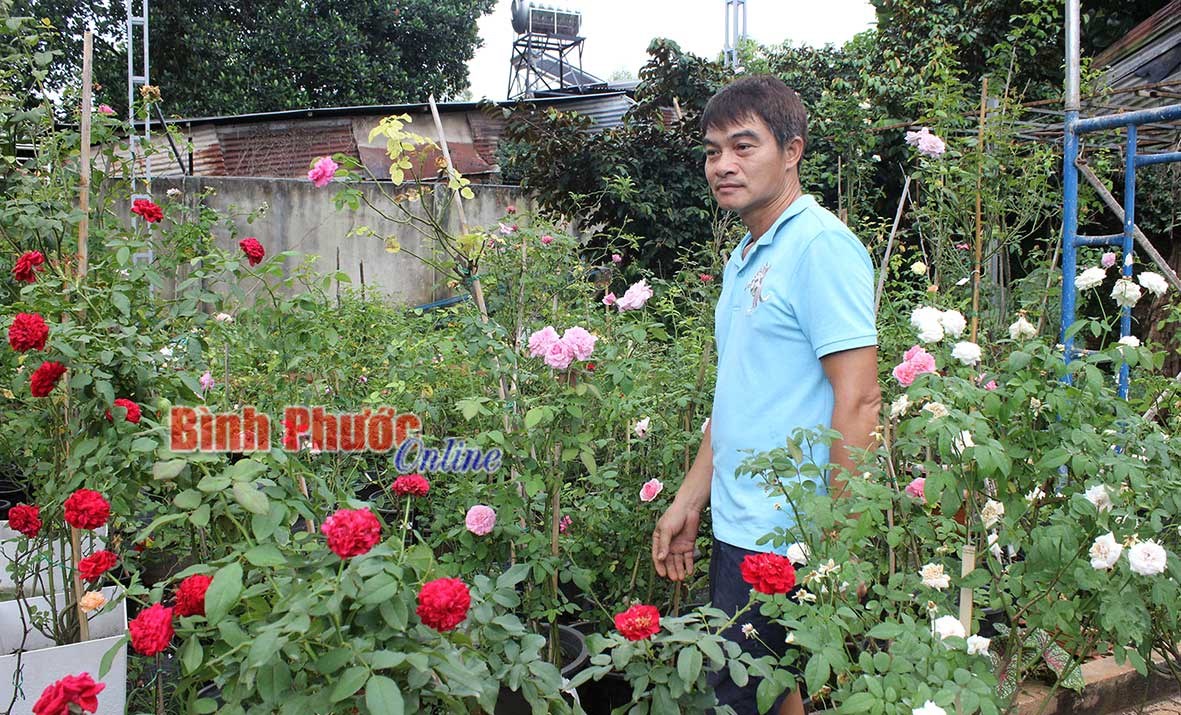 “Lạc lối” trong vườn hoa hồng “Lạc lối” trong vườn hoa hồng