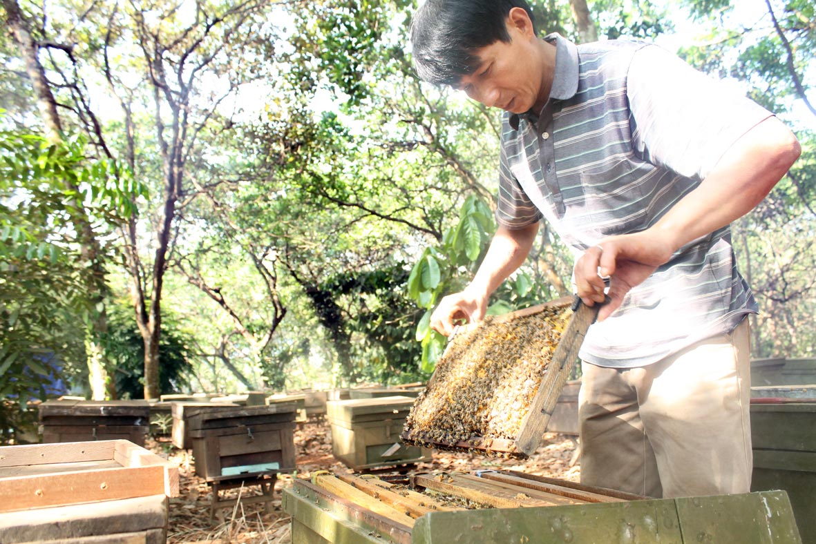 Nghề nuôi ong mật (tt)