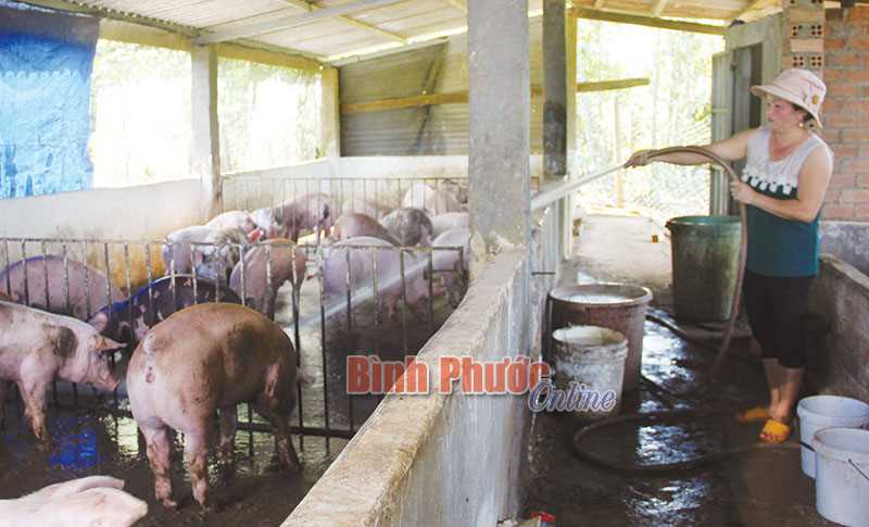 Đồng bào thôn 4, xã Bình Minh phát triển mạnh nuôi heo Đồng bào thôn 4, xã Bình Minh phát triển mạnh nuôi heo