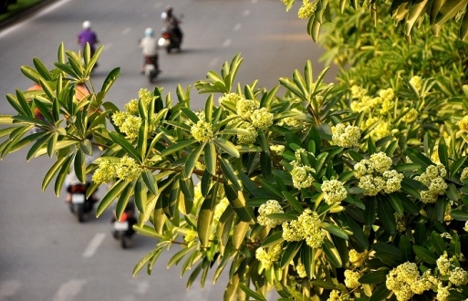 Những loài hoa đua sắc "gọi" mùa thu về
