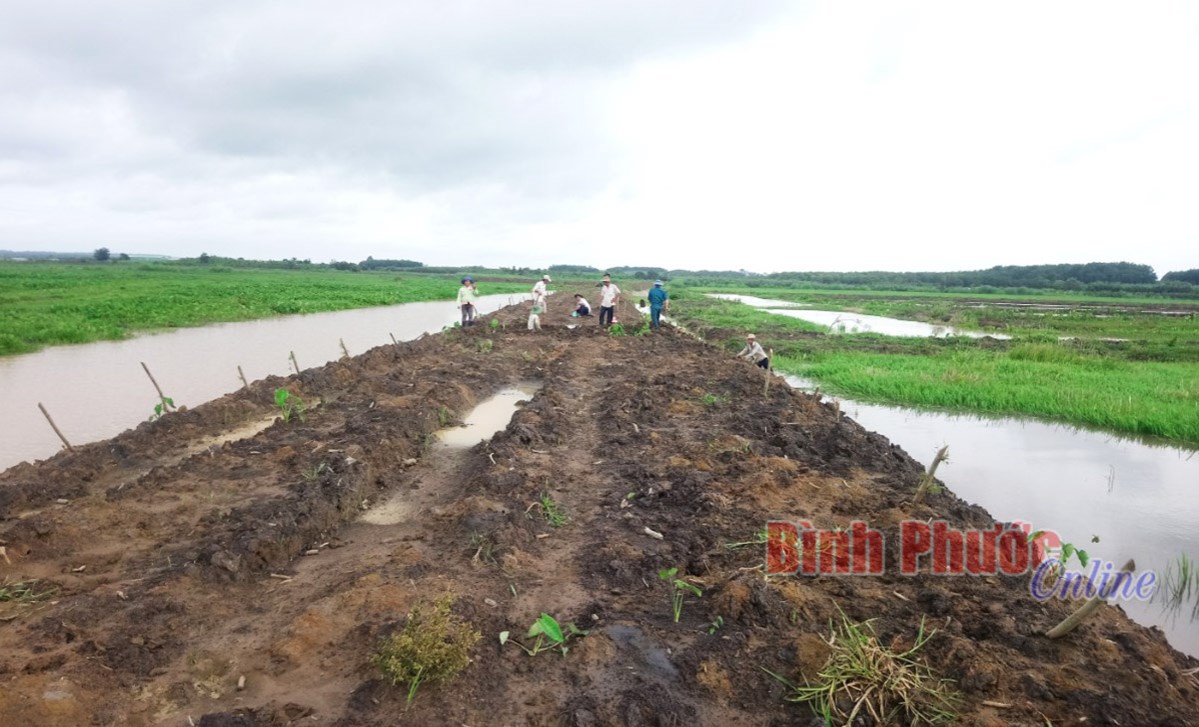Kênh thoát nước bị lấp, 20 ha lúa ở Tân Thành bị ngập Kênh thoát nước bị lấp, 20 ha lúa ở Tân Thành bị ngập