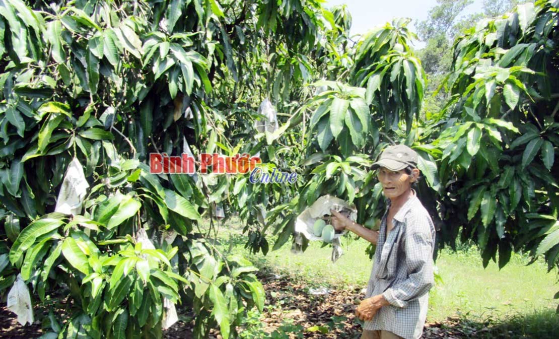 Mô hình ghép cây ăn trái hiệu quả Mô hình ghép cây ăn trái hiệu quả