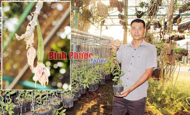 Người thụ phấn lan rừng Người thụ phấn lan rừng