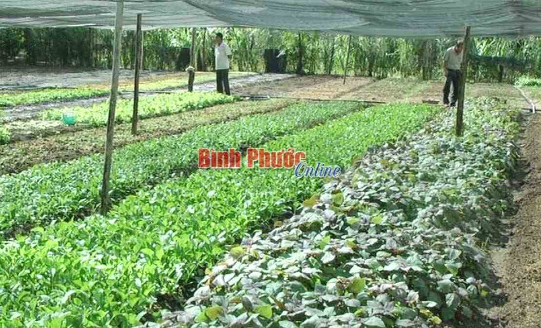 Lộc Ninh phát huy hiệu quả Quỹ Hỗ trợ nông dân Lộc Ninh phát huy hiệu quả Quỹ Hỗ trợ nông dân