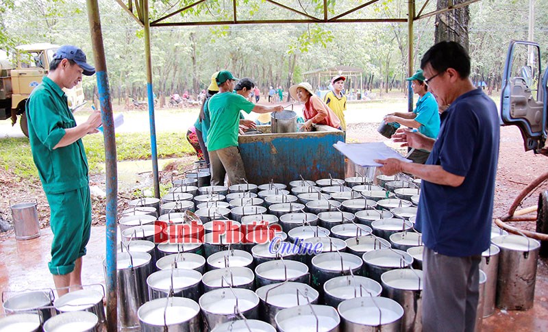 Những giải pháp duy trì và phát triển ngành cao su (*) Những giải pháp duy trì và phát triển ngành cao su (*)