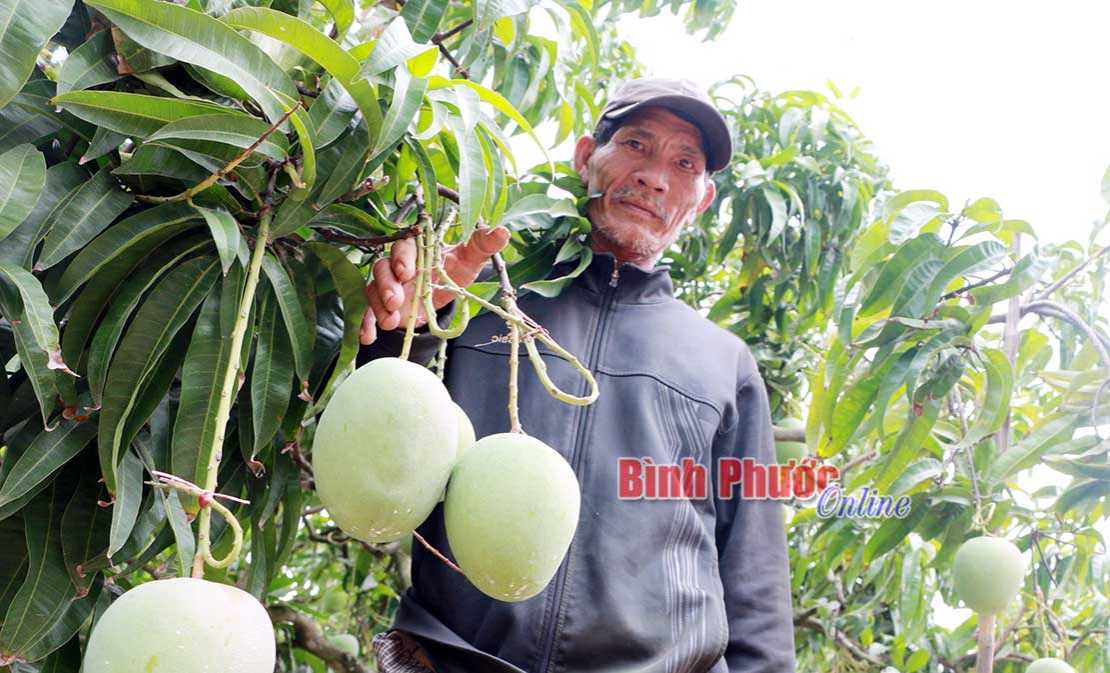Vị ngọt xoài Úc ở vùng biên Vị ngọt xoài Úc ở vùng biên