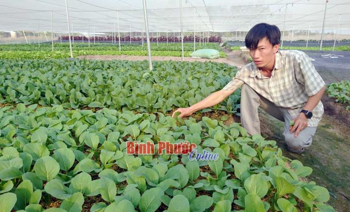 Khởi nghiệp từ rau sạch Khởi nghiệp từ rau sạch