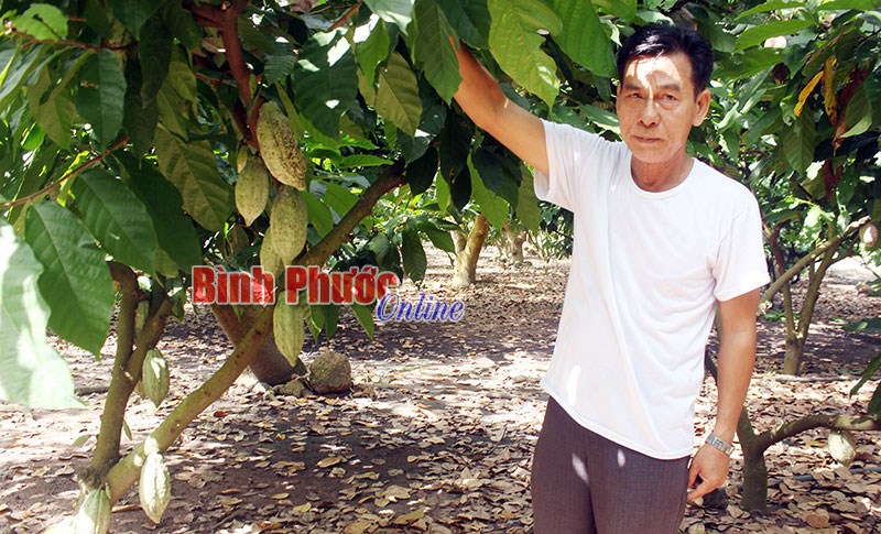 Thu lợi từ trồng ca cao dưới tán điều Thu lợi từ trồng ca cao dưới tán điều