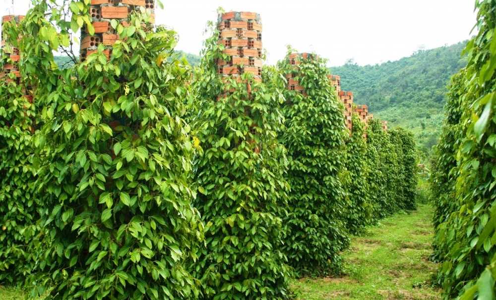 80% câu lạc bộ hồ tiêu bền vững đạt loại A