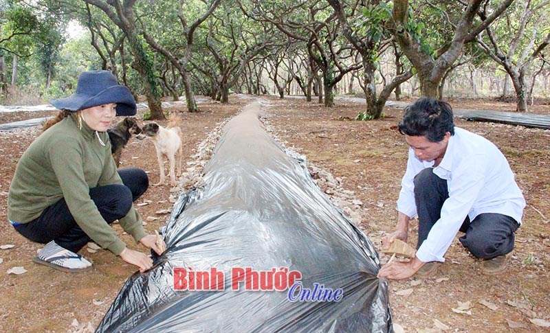 Lợi ích kép từ màng phủ nông nghiệp Lợi ích kép từ màng phủ nông nghiệp
