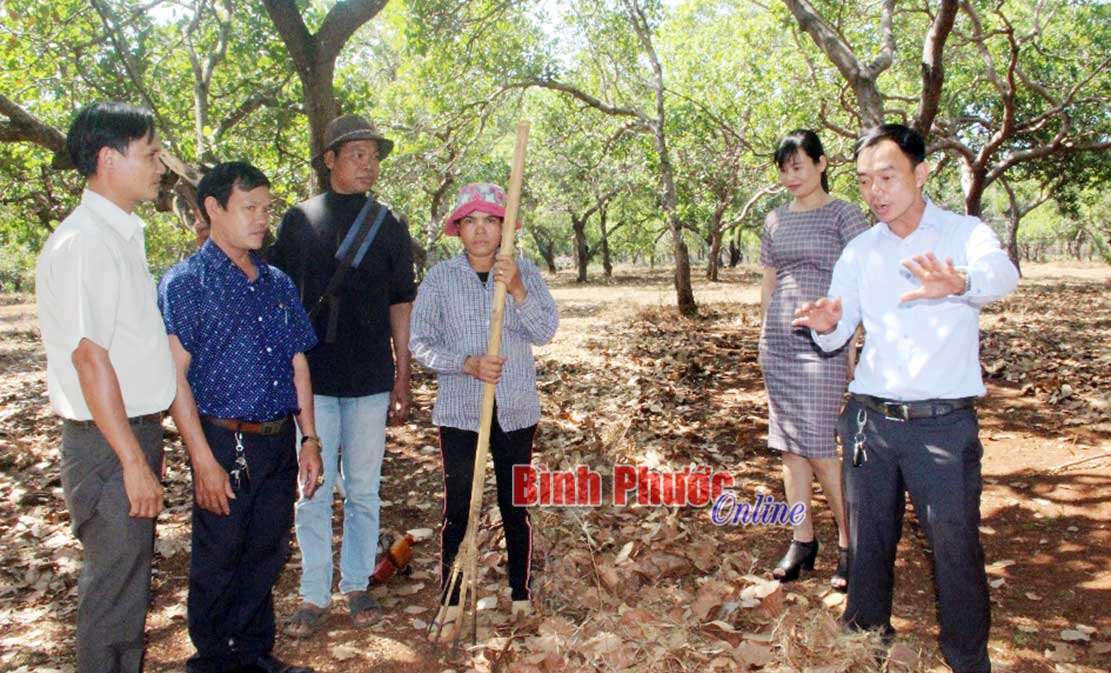Hy vọng vụ điều 2020 đạt năng suất cao Hy vọng vụ điều 2020 đạt năng suất cao