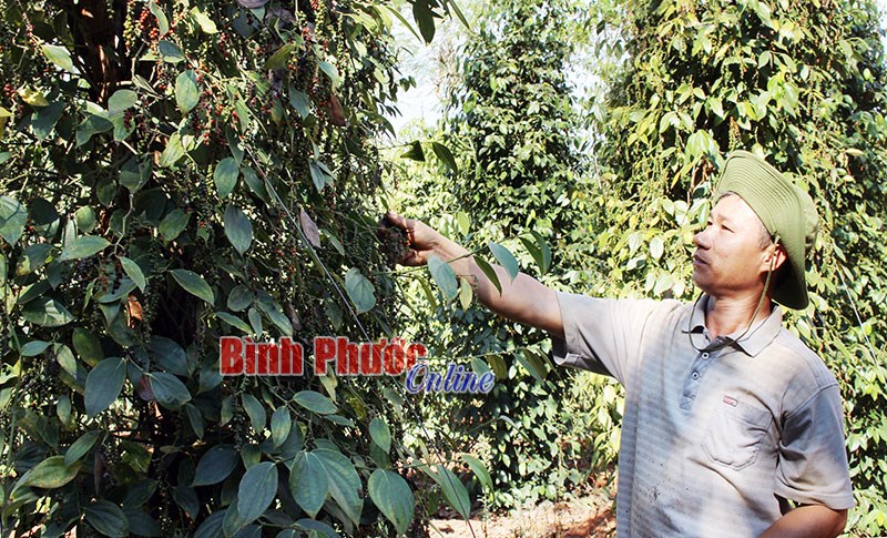 Bù Đốp khan hiếm công hái tiêu Bù Đốp khan hiếm công hái tiêu