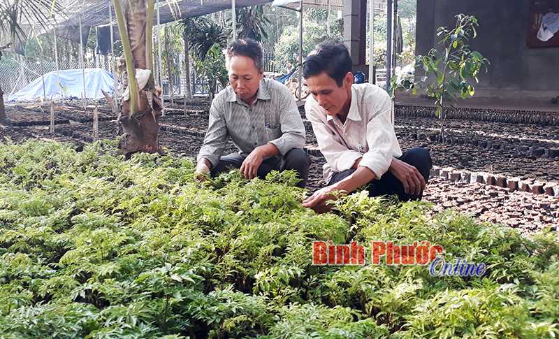 Nông dân Tiến Hưng liên kết trồng cây đinh lăng dược liệu Nông dân Tiến Hưng liên kết trồng cây đinh lăng dược liệu