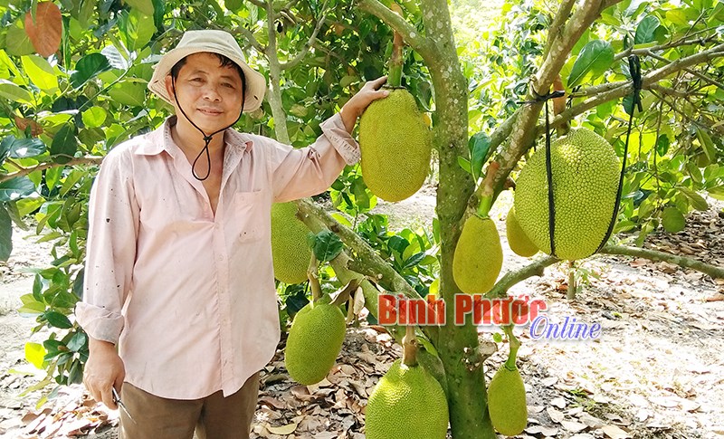 Nhà nông thị trấn Chơn Thành mở rộng trồng mít Nhà nông thị trấn Chơn Thành mở rộng trồng mít