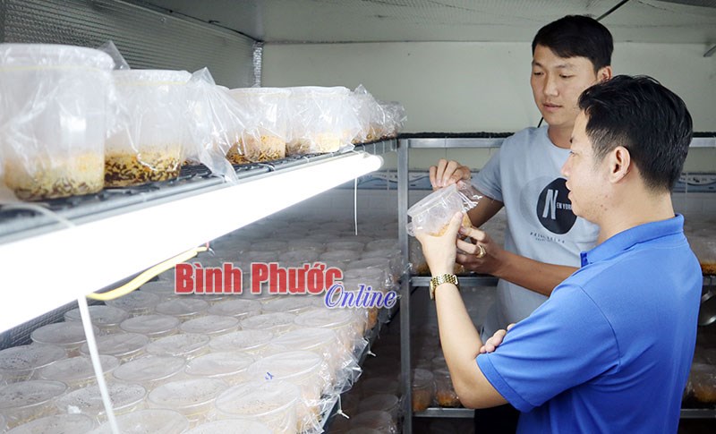 Tìm lối đi riêng với đông trùng hạ thảo