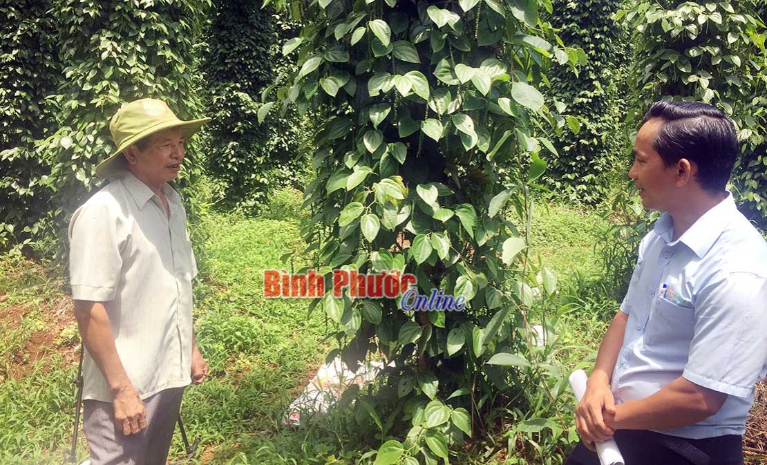Hiệu ứng từ Dự án “Phát triển chuỗi cung ứng tiêu bền vững” Hiệu ứng từ Dự án “Phát triển chuỗi cung ứng tiêu bền vững”