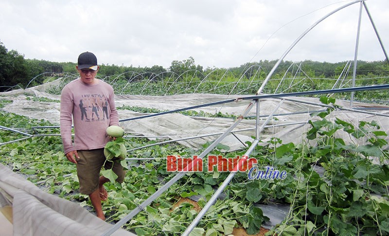 Mưa lốc làm sập nhà giàn dưa lưới, thiệt hại hơn 400 triệu đồng Mưa lốc làm sập nhà giàn dưa lưới, thiệt hại hơn 400 triệu đồng