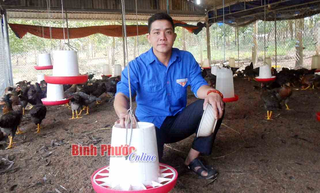 Phát triển kinh tế từ nuôi gà thả vườn Phát triển kinh tế từ nuôi gà thả vườn