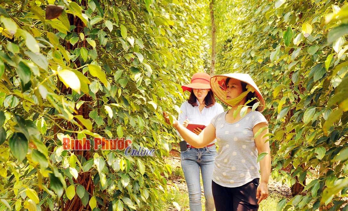 Bất ngờ danh mục loài cây trồng chính