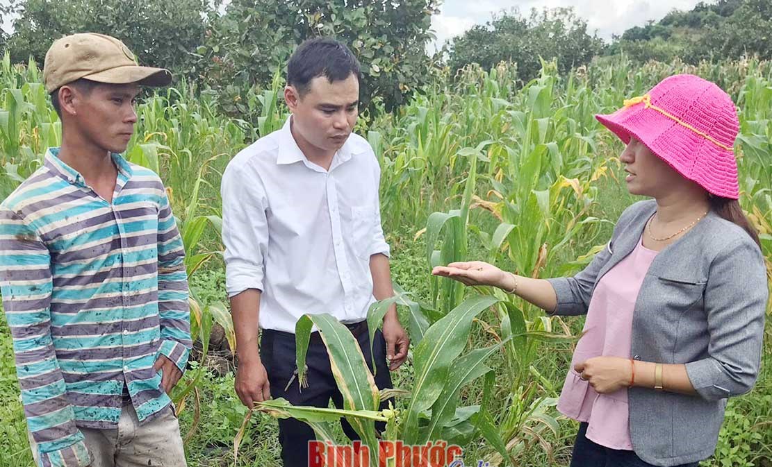 Phòng và trị sâu keo phá hoại bắp