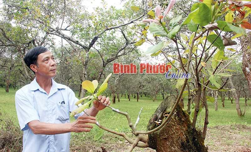 Ông Dương Văn Sấn tận tâm với công việc