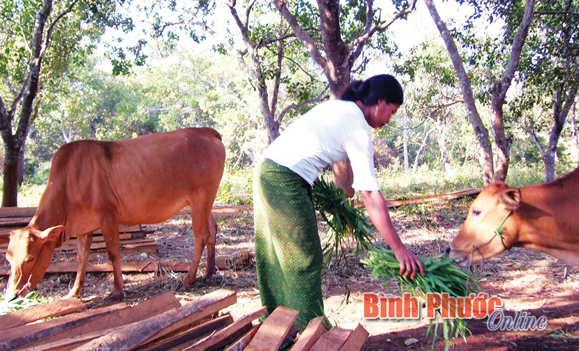 Năm 2015, Lộc Ninh phấn đấu giảm 150 hộ nghèo là đồng bào DTTS Năm 2015, Lộc Ninh phấn đấu giảm 150 hộ nghèo là đồng bào DTTS