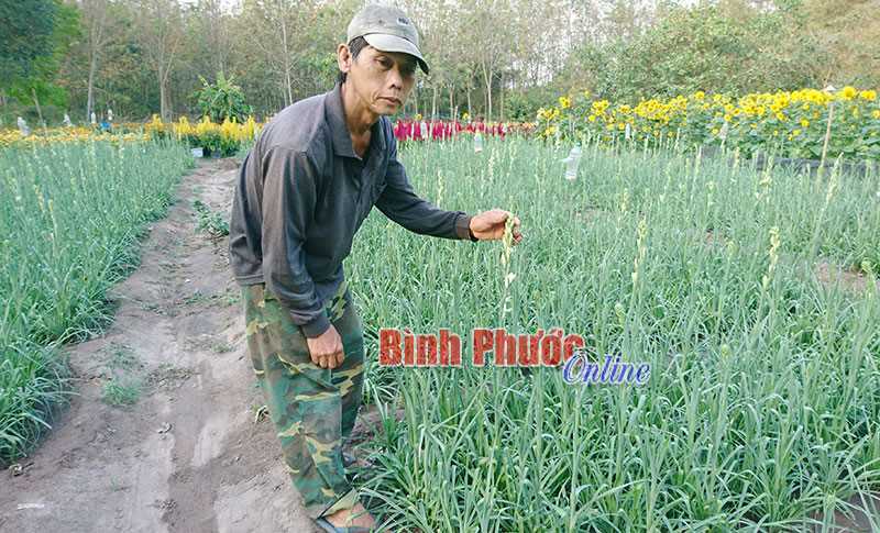 Góp sắc xuân cho mọi nhà Góp sắc xuân cho mọi nhà