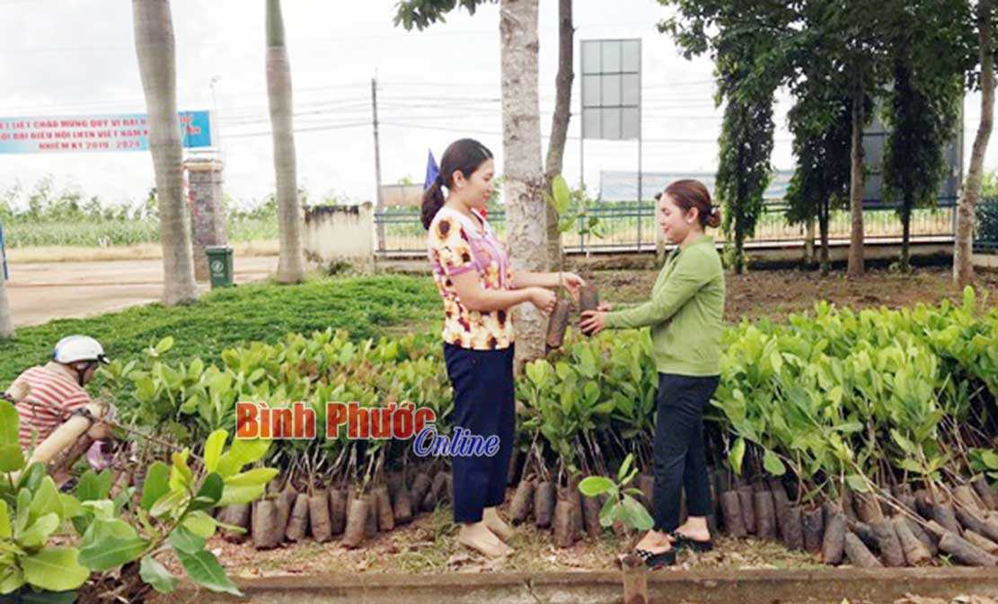 Bàn giao 2.150 cây giống điều mới cho đồng bào DTTS