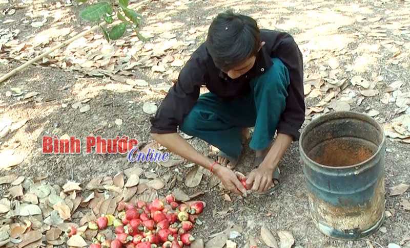 Nông dân Lộc Ninh lo điều mất mùa, rớt giá Nông dân Lộc Ninh lo điều mất mùa, rớt giá
