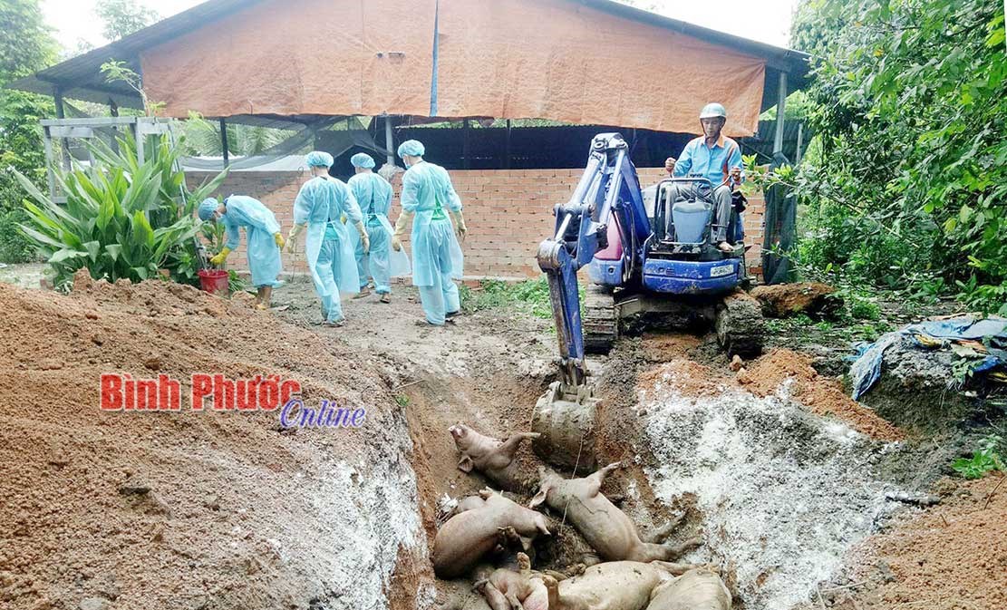 Nguy cơ lây nhiễm dịch tả lợn châu Phi từ chăn nuôi thả rông Nguy cơ lây nhiễm dịch tả lợn châu Phi từ chăn nuôi thả rông
