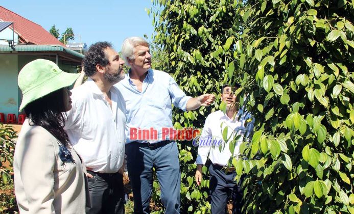Phát triển chuỗi cung ứng tiêu bền vững Phát triển chuỗi cung ứng tiêu bền vững