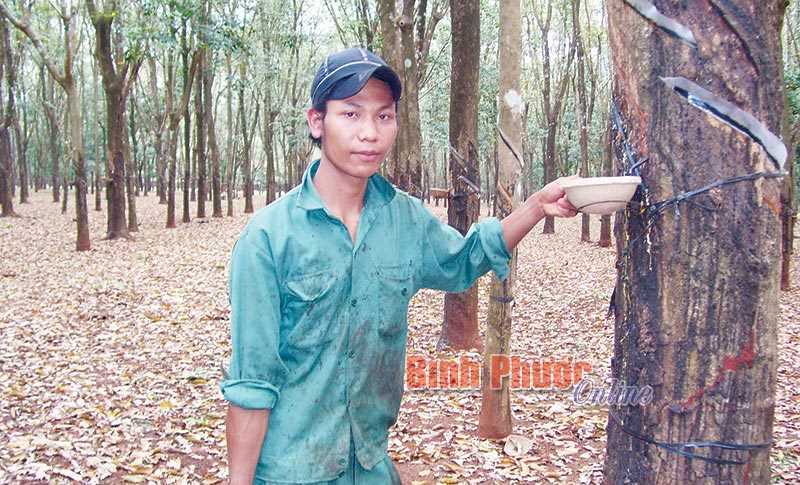 Nông trường II có 114 công nhân DTTS Nông trường II có 114 công nhân DTTS