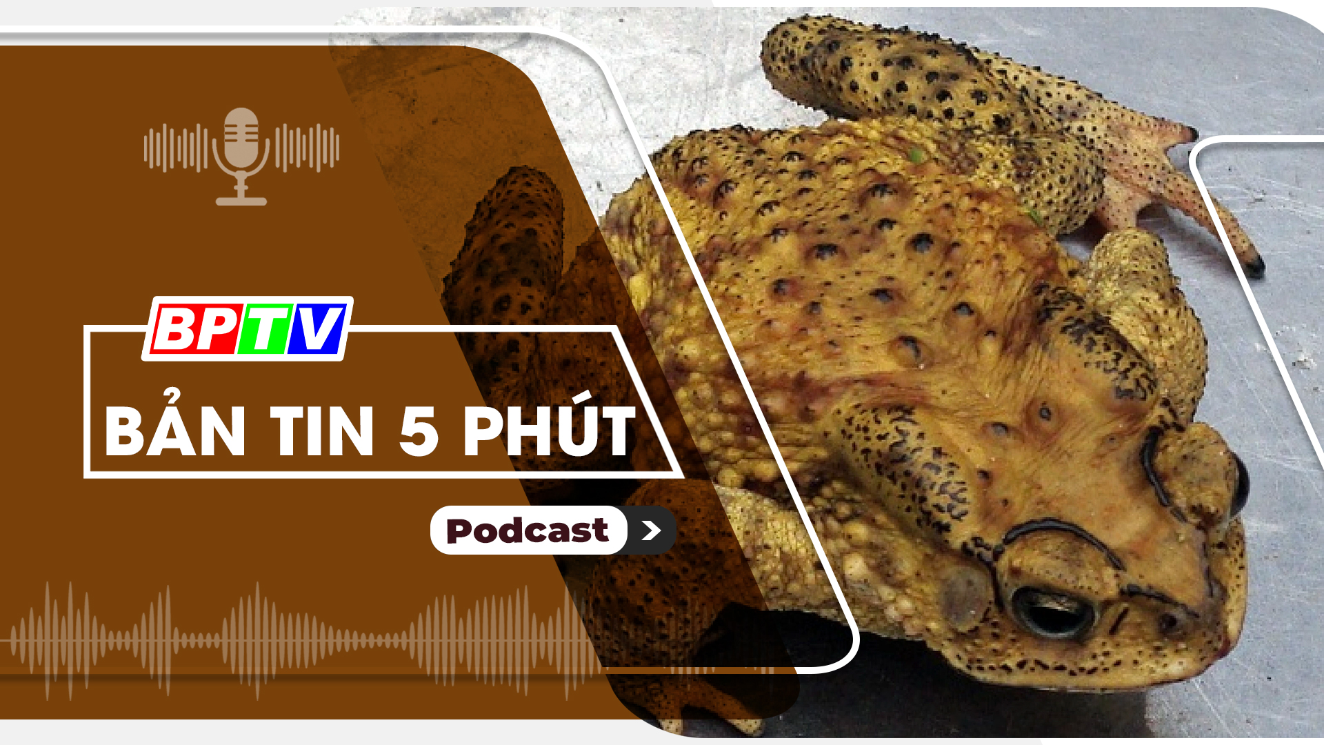 5 phút tối nay 29-10-2024