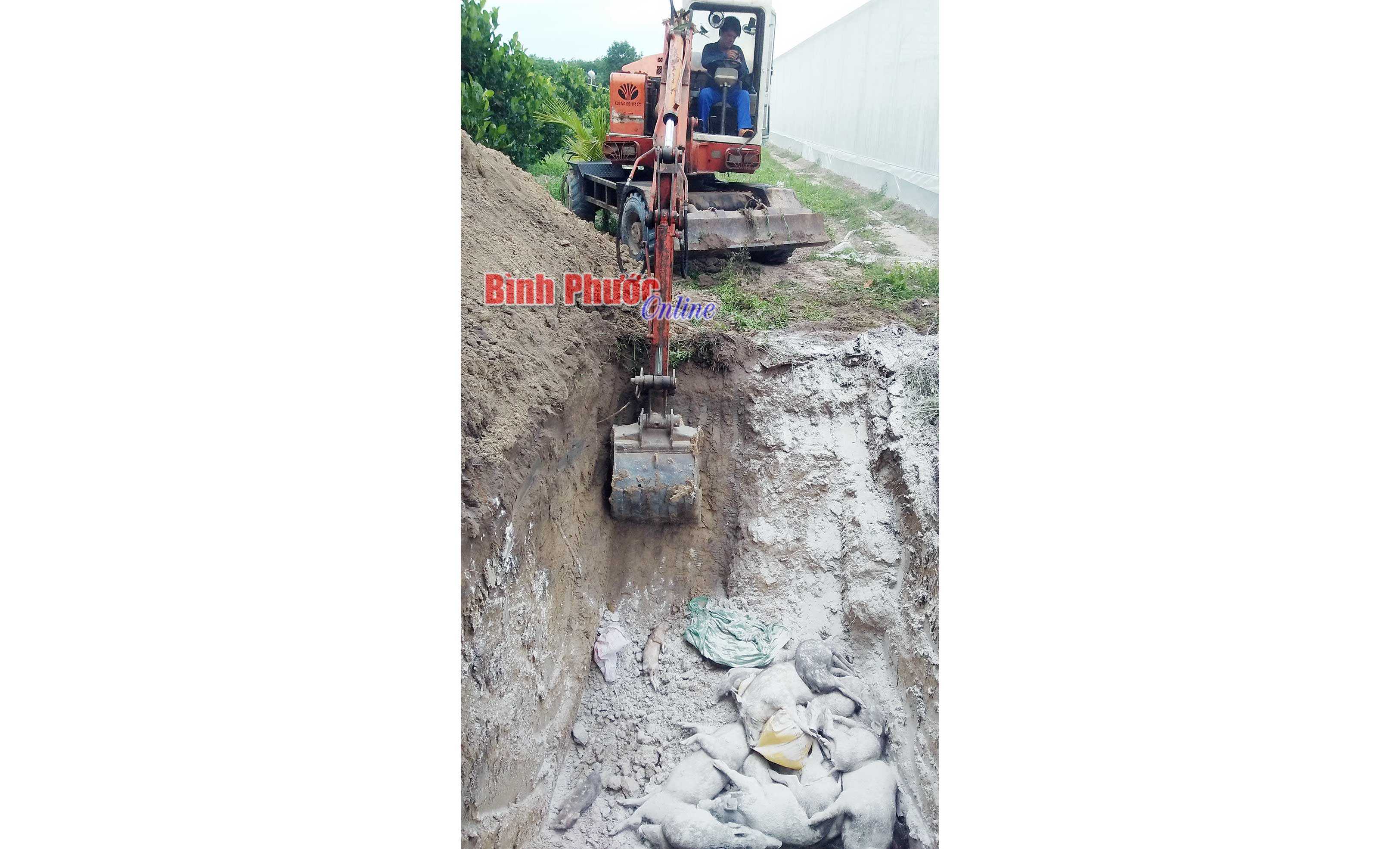 Chống tư tưởng buông xuôi trong phòng, chống dịch tả heo châu Phi Chống tư tưởng buông xuôi trong phòng, chống dịch tả heo châu Phi