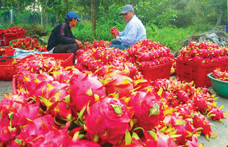 Người Trung Quốc ồ ạt mua bông thanh long