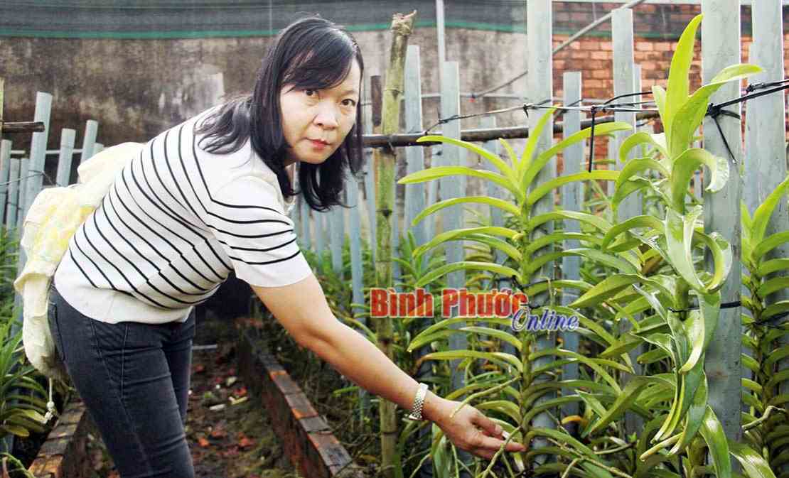 Khởi nghiệp cùng lan mokara Khởi nghiệp cùng lan mokara