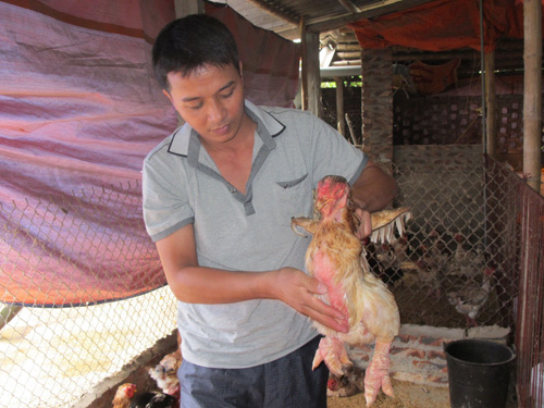 Gà Đông Tảo, hàng 'độc' biếu Tết