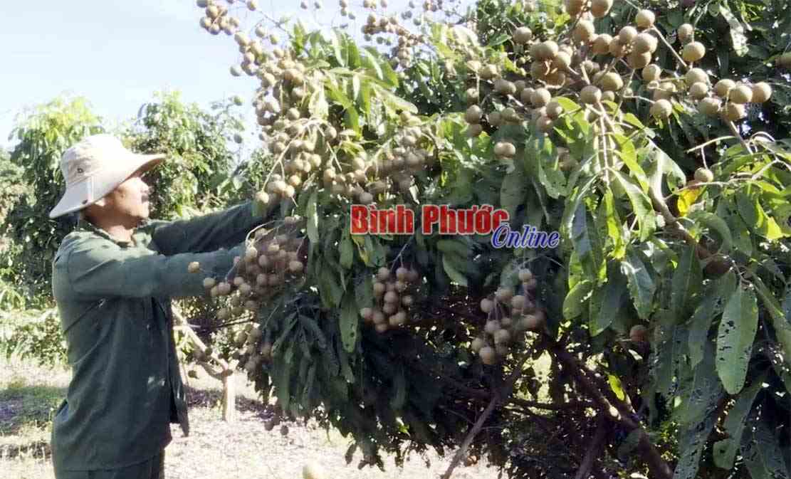Mùa nhãn Ido đầu tiên của nông dân Lộc Thịnh Mùa nhãn Ido đầu tiên của nông dân Lộc Thịnh