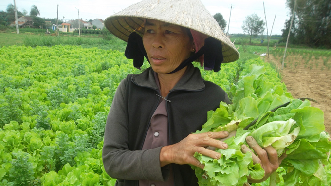 Quảng Ngãi: nhổ rau cho bò ăn Quảng Ngãi: nhổ rau cho bò ăn