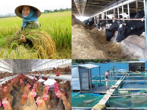 Hộ cận nghèo sẽ được hỗ trợ 100% phí bảo hiểm nông nghiệp Hộ cận nghèo sẽ được hỗ trợ 100% phí bảo hiểm nông nghiệp