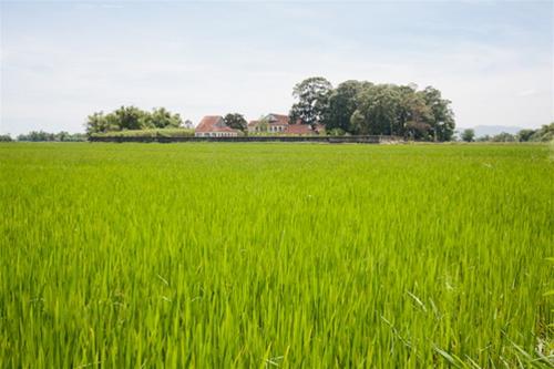 Làng Sông giữa đồng xanh Làng Sông giữa đồng xanh