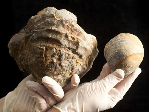 Hàu hóa thạch "ngậm" viên ngọc khổng lồ Hàu hóa thạch "ngậm" viên ngọc khổng lồ