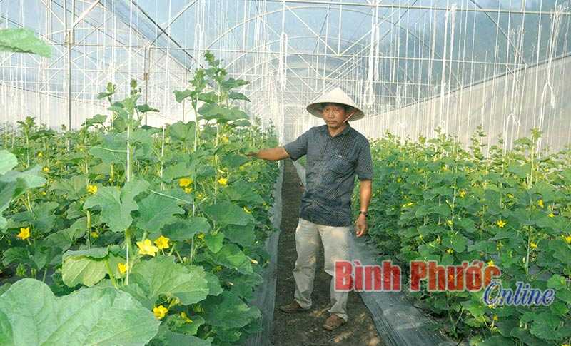 Trồng dưa lưới công nghệ cao giá rẻ Trồng dưa lưới công nghệ cao giá rẻ