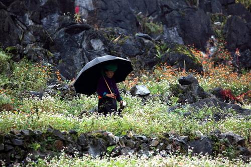 Mùa tam giác mạch Mùa tam giác mạch